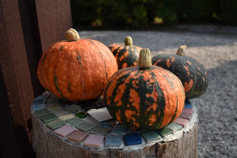 Mixed Parents Squash