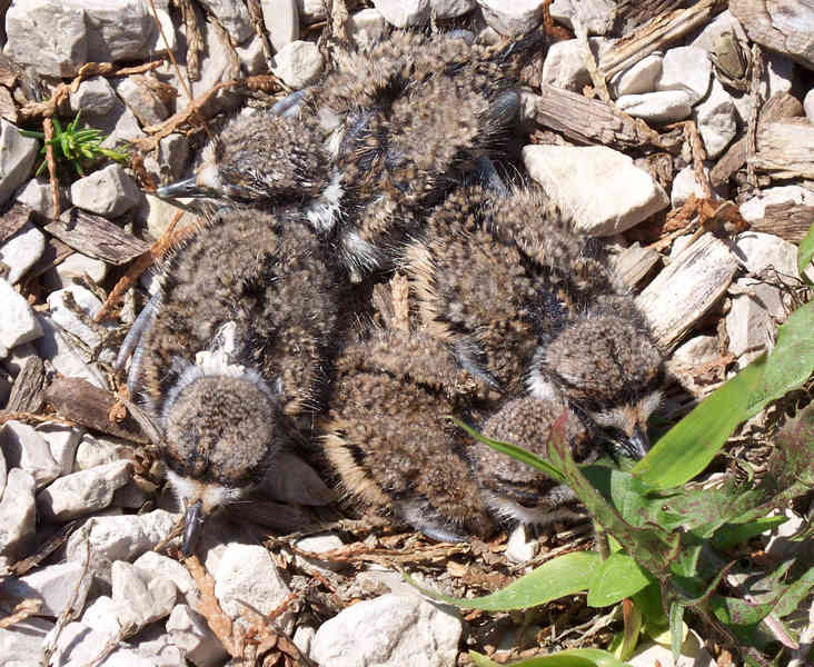 hatchlings