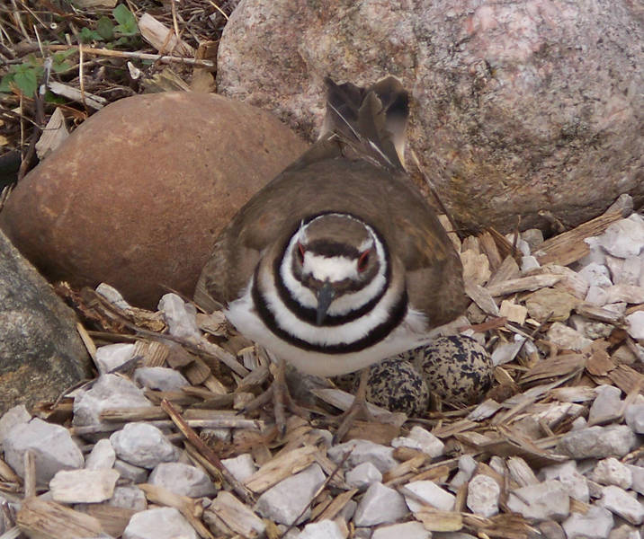 killdeer