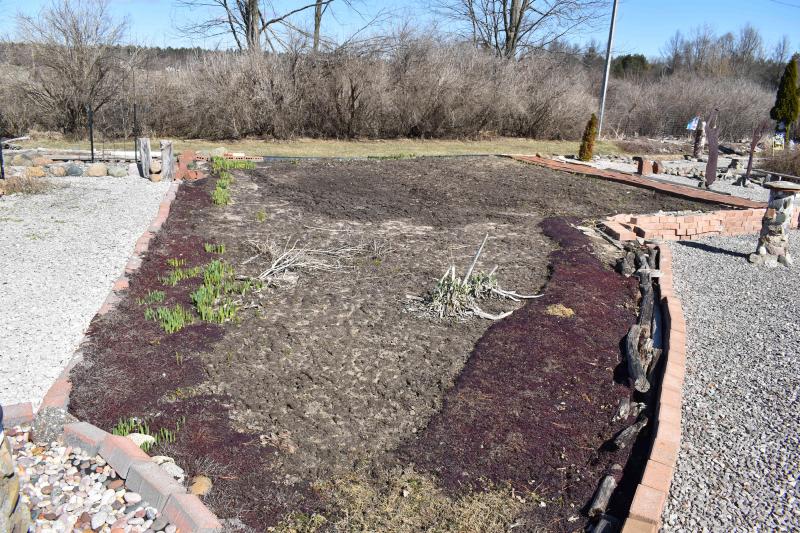 North Garden Creeping Thyme