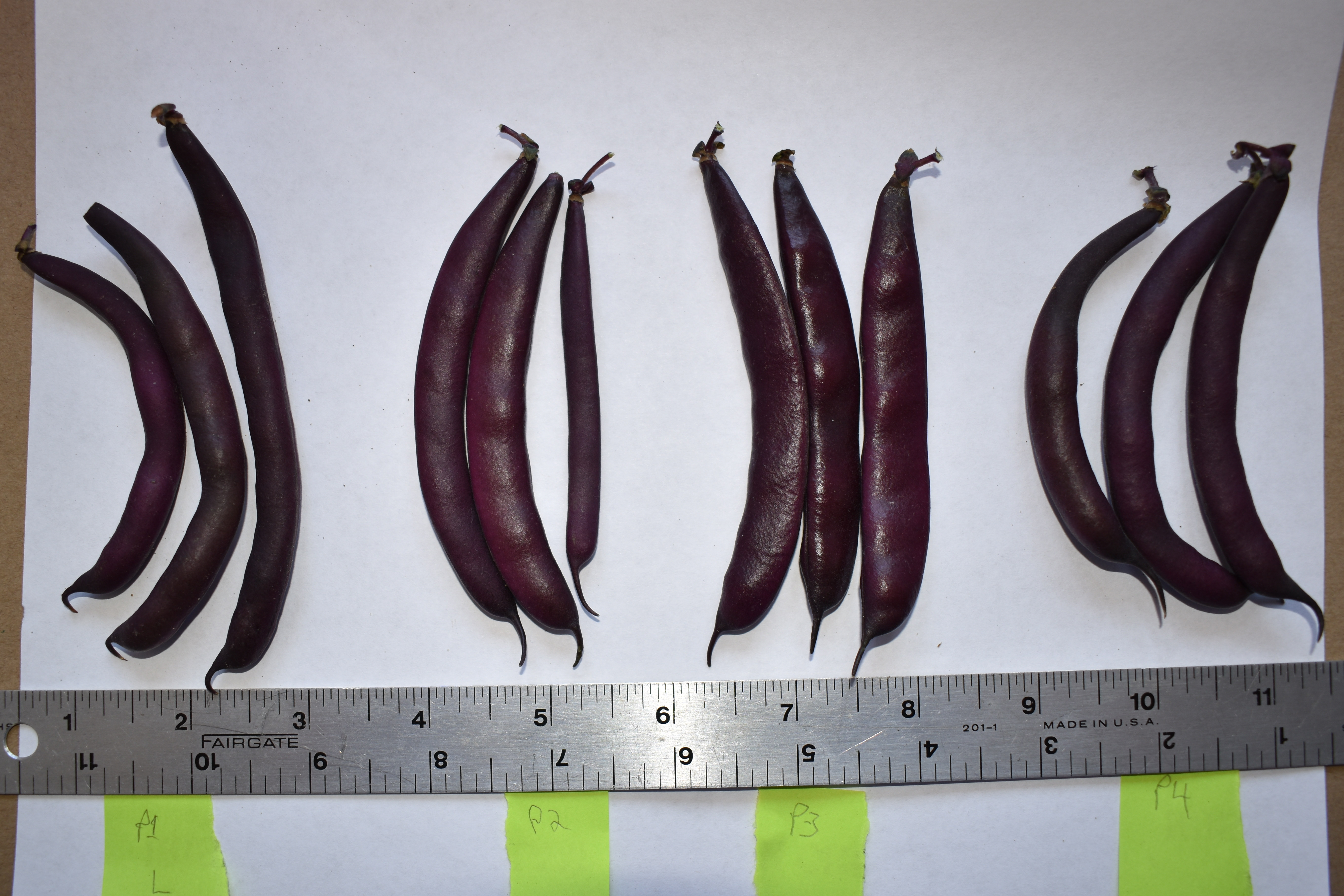 DSC_20200729_155846-0400_578_Purple_Beans.jpg