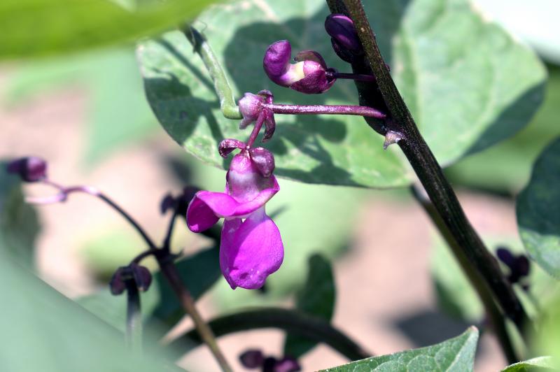 DSC_20230703_124218-0400_2080_Purple_Dove_Flowers_thm.jpg