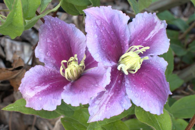 clematis