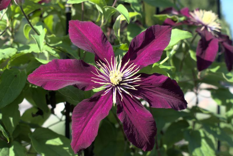 clematis