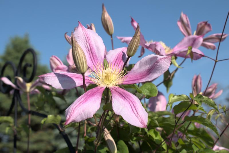 clematis