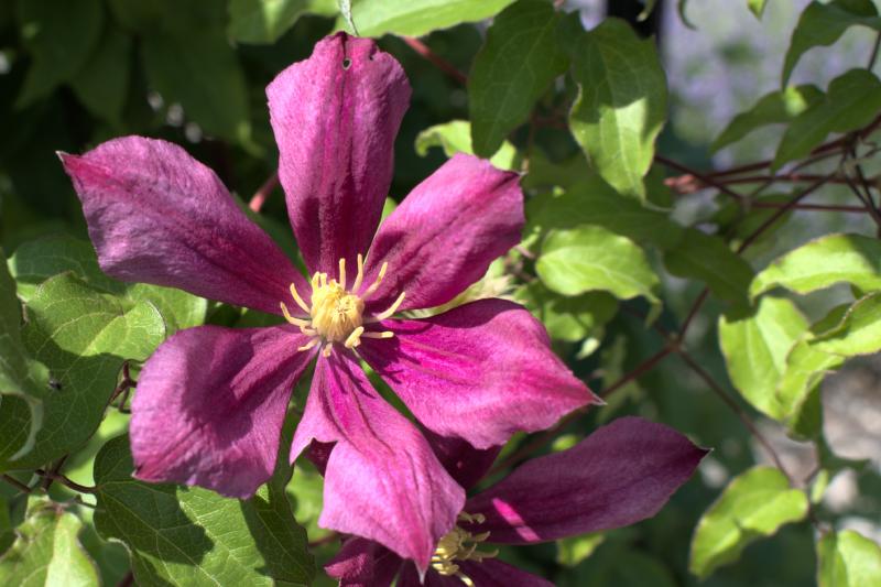 clematis