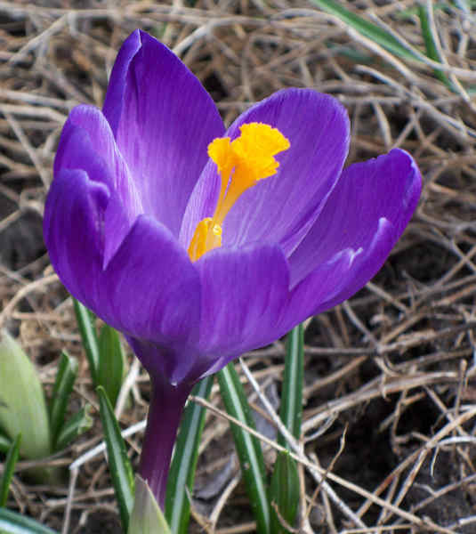 crocus