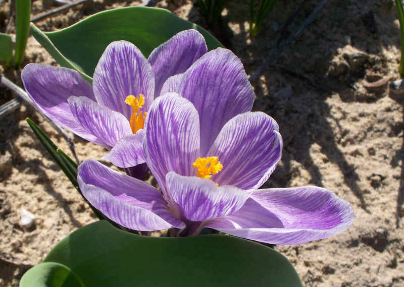 crocus