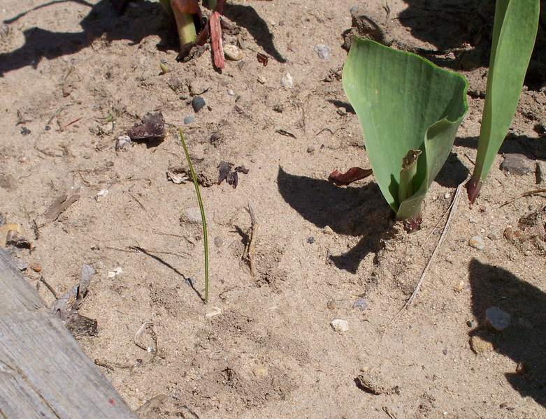 crocus,seedlings