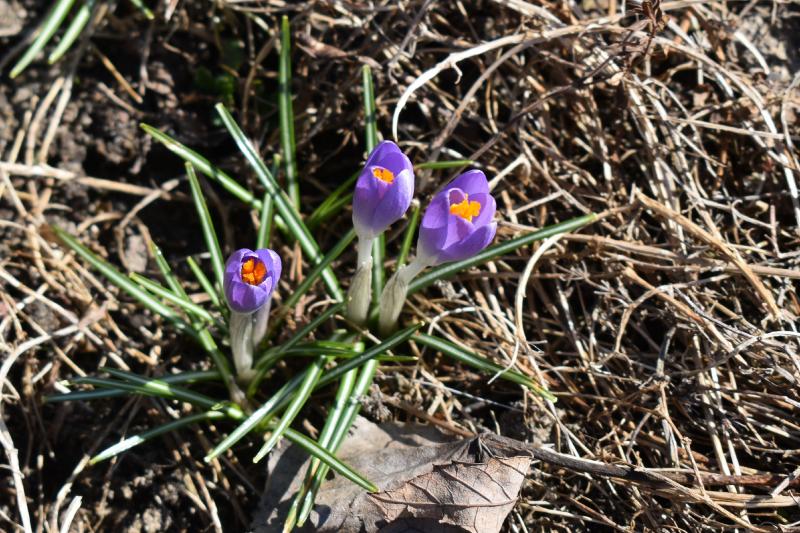 crocus