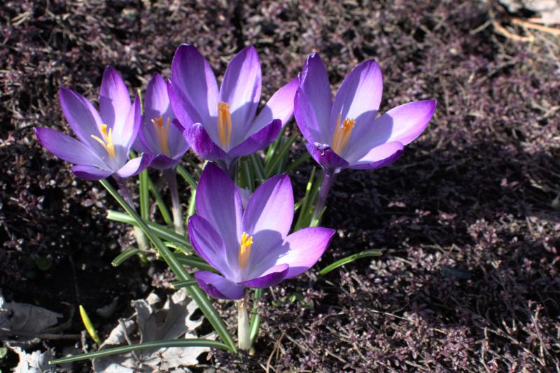 crocuses