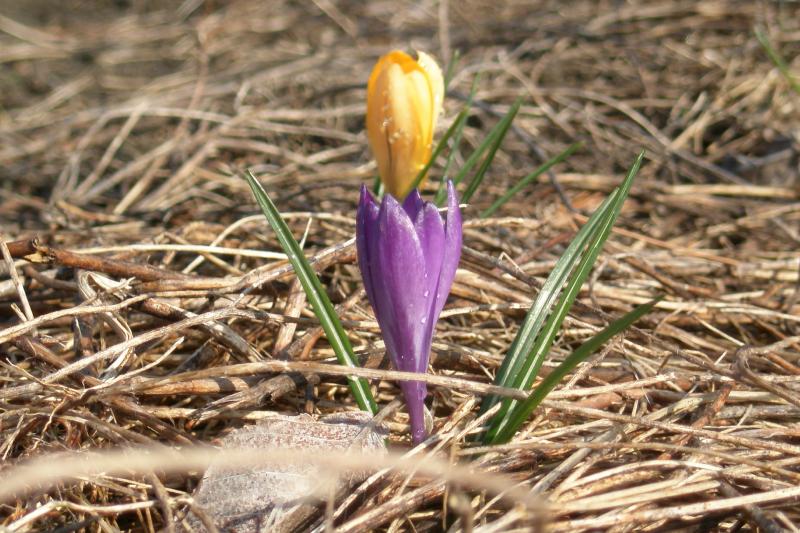 crocus