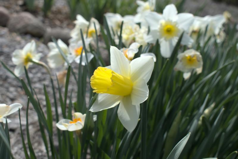 daffodils