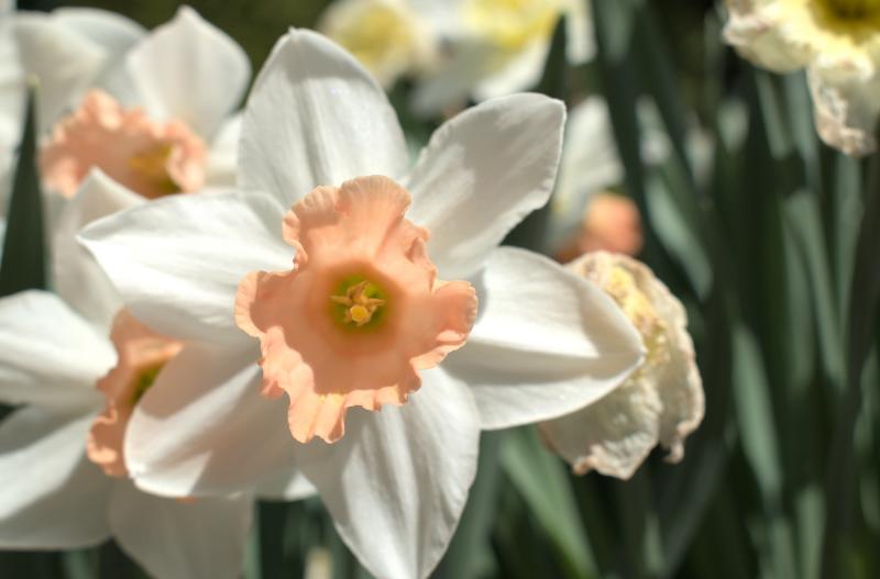 daffodils