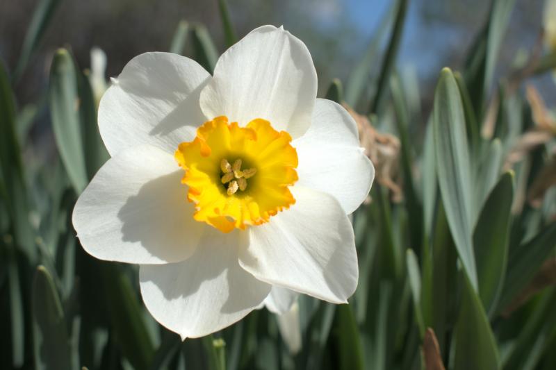 daffodils