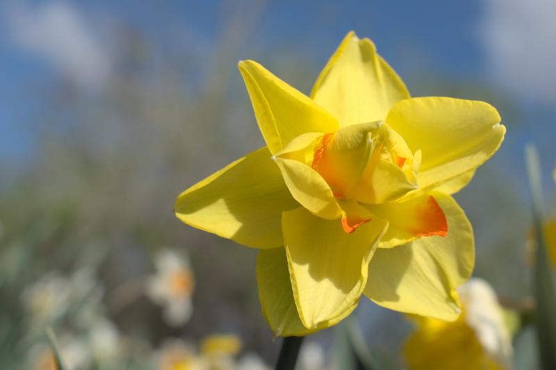 daffodils