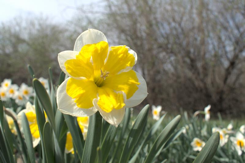 daffodils