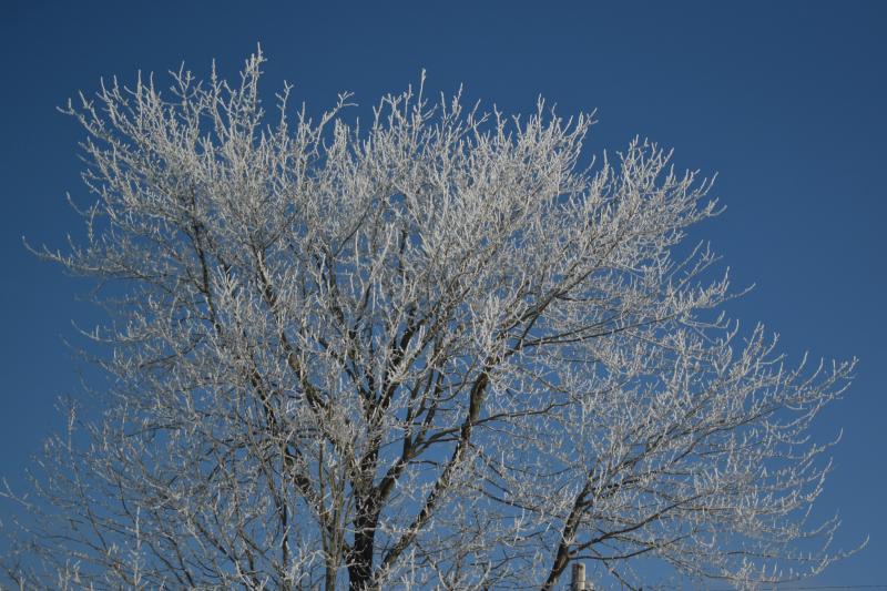 DSC_20210214_090840-0500_784_Frosty_Tree_thm.jpg