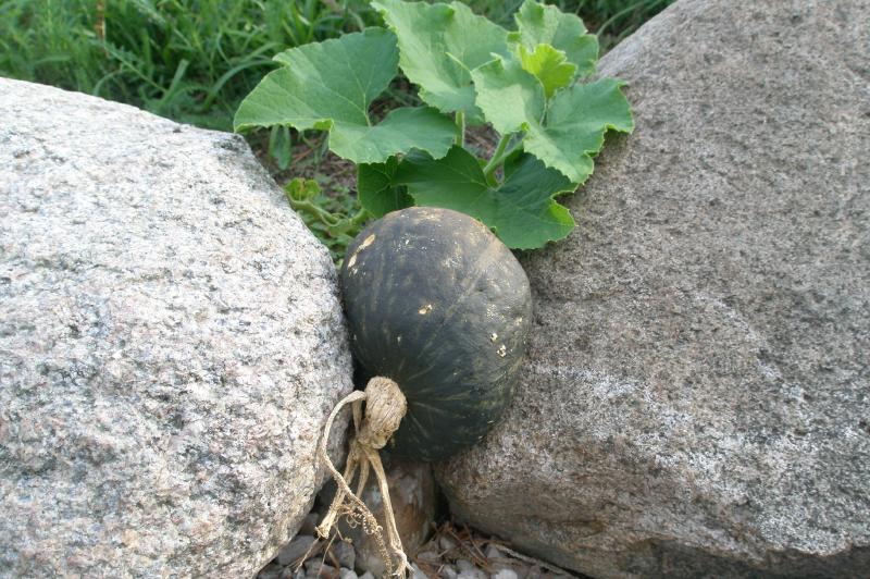 squash