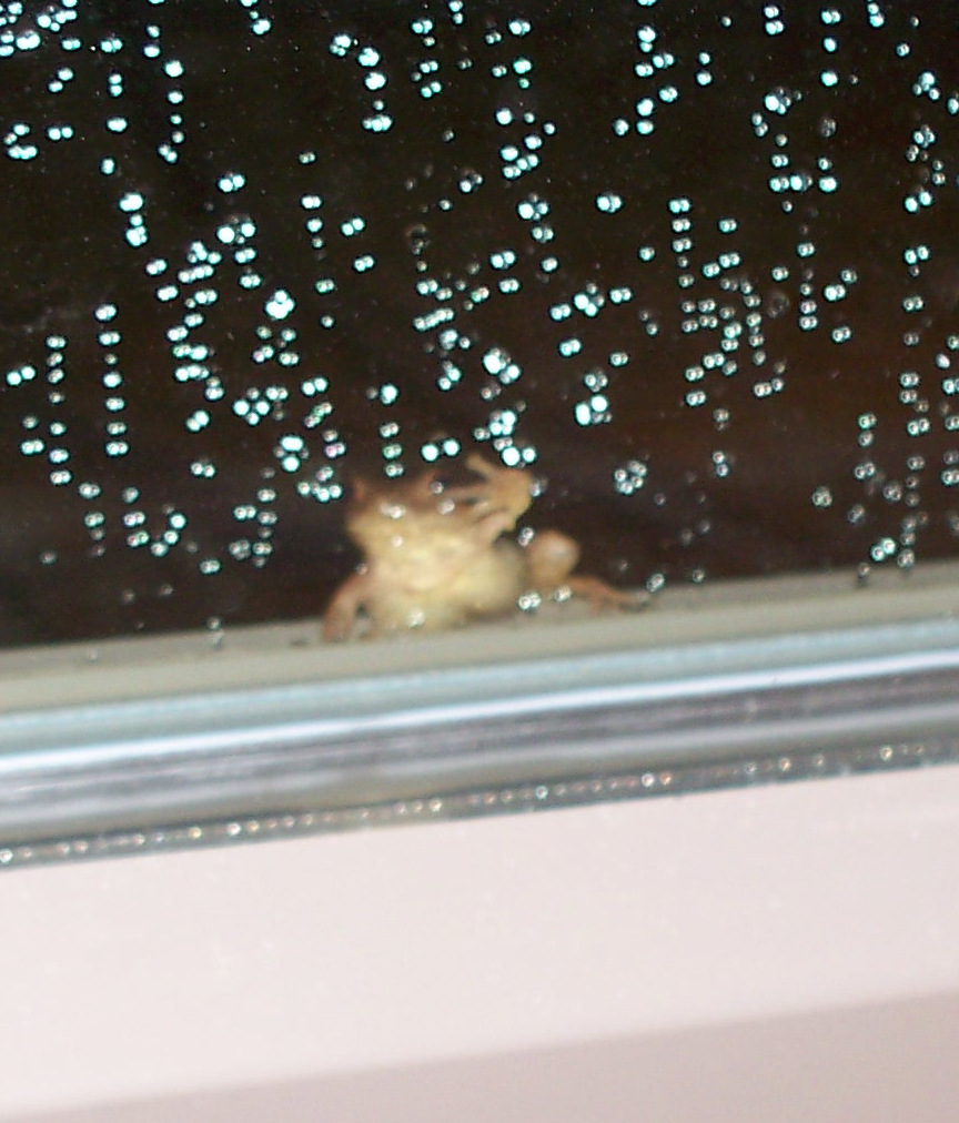 treefrog