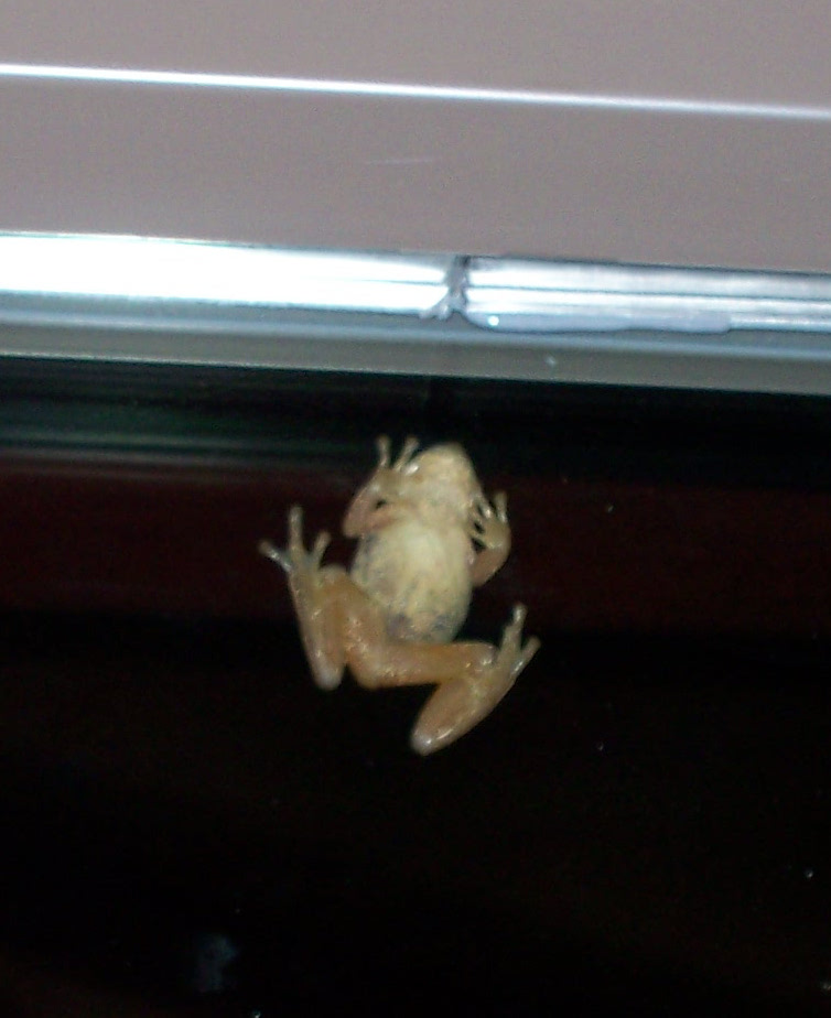 treefrog