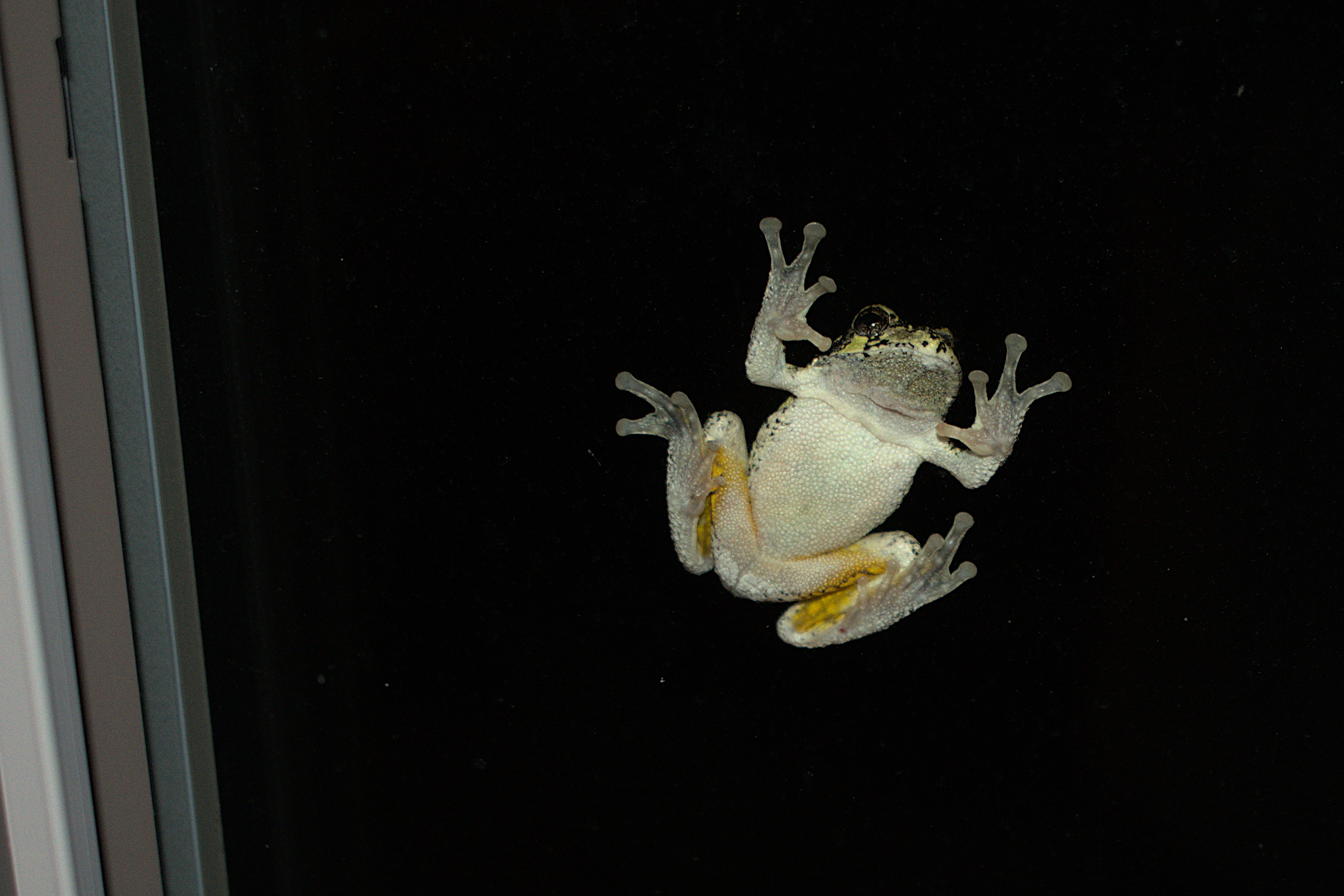 DSC_20220526_022820-0400_1490_Froggy_Visit.jpg