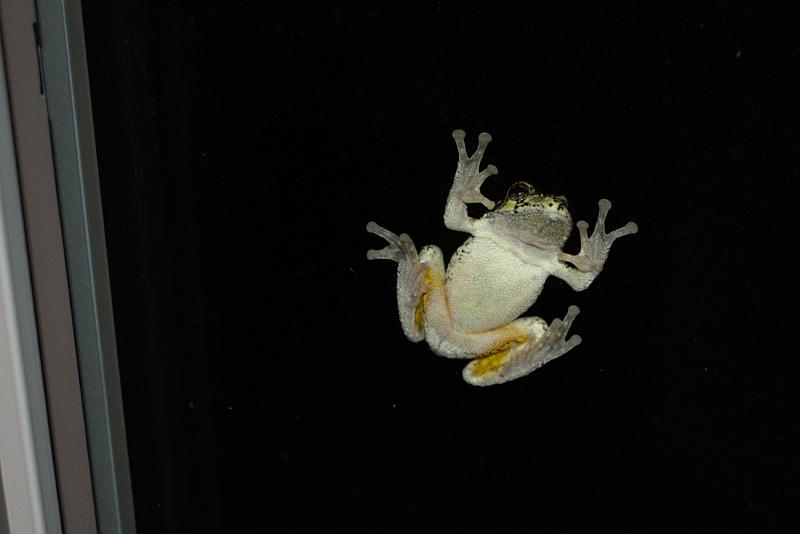 tree frog