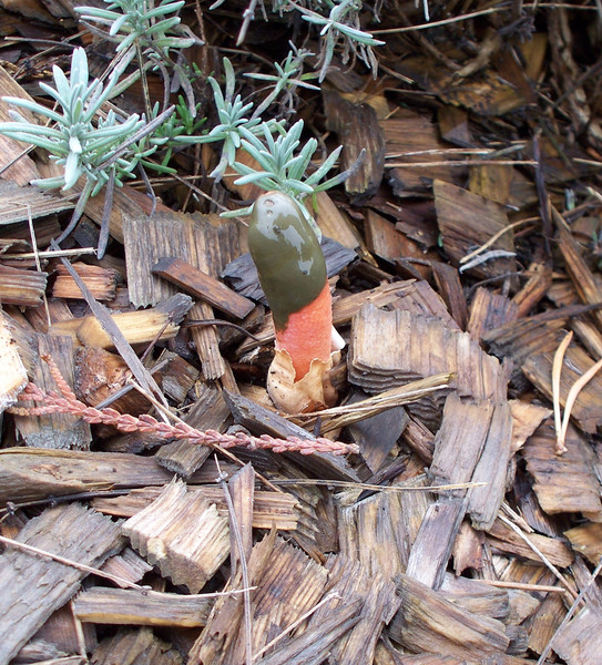 100_7115_Baby_Stinkhorn_thm.jpg