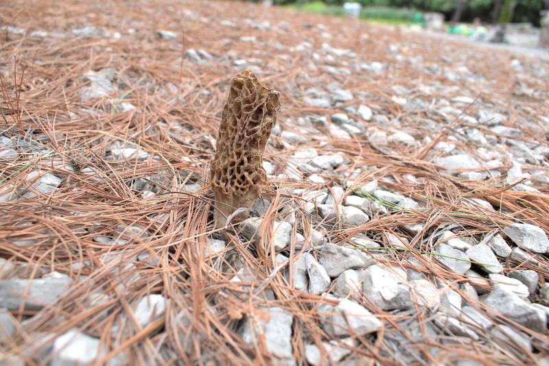 DSC_20250518_132537-0400_2618_Morel_2025_Closeup_thm.jpg