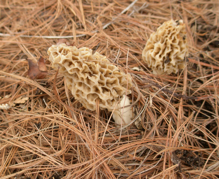 morels