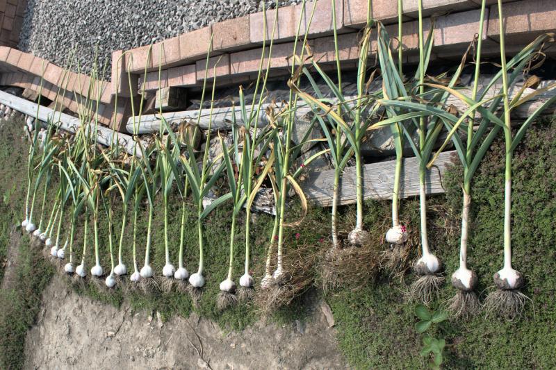 DSC_20210720_114439-0400_1020_Garlic_Drying_thm.jpg