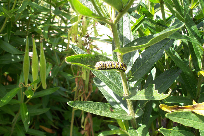 caterpillar