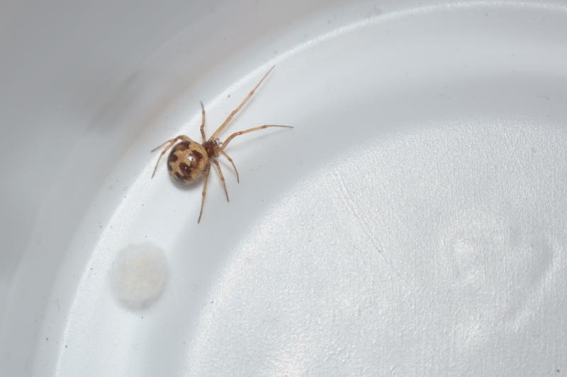 DSC_20221120_182107-0500_1806_House_Spider_thm.jpg