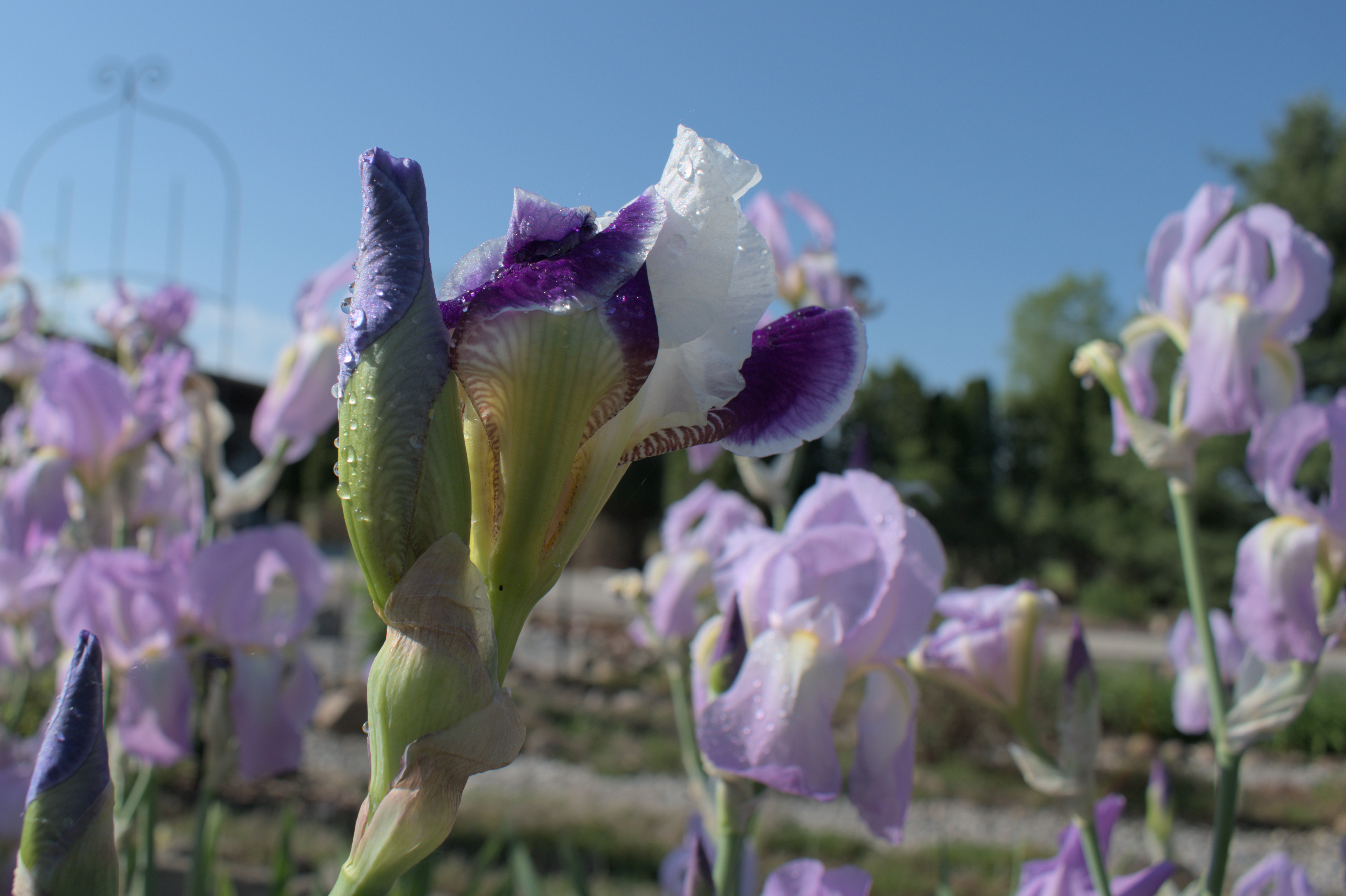 DSC_20230531_082002-0400_1941_Iris.jpg