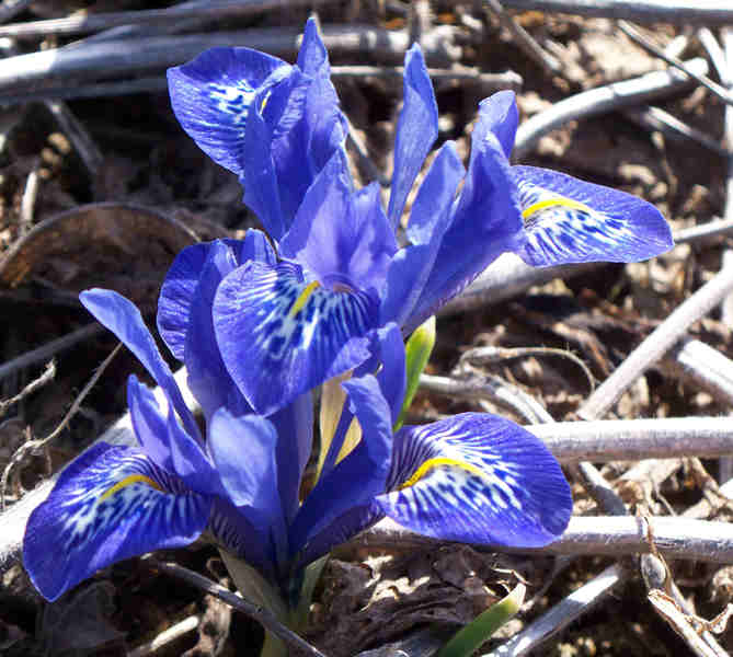 irises