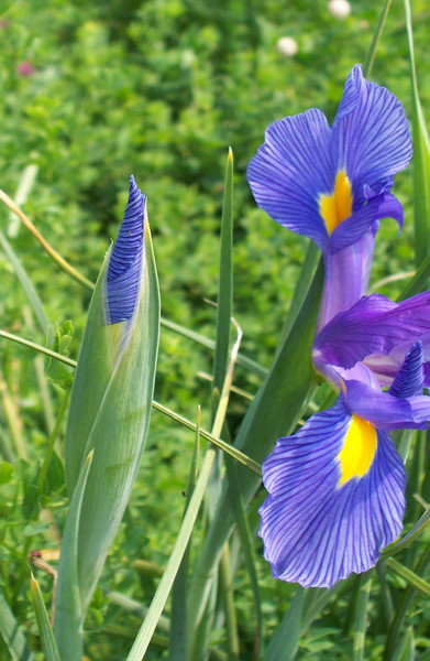 irises