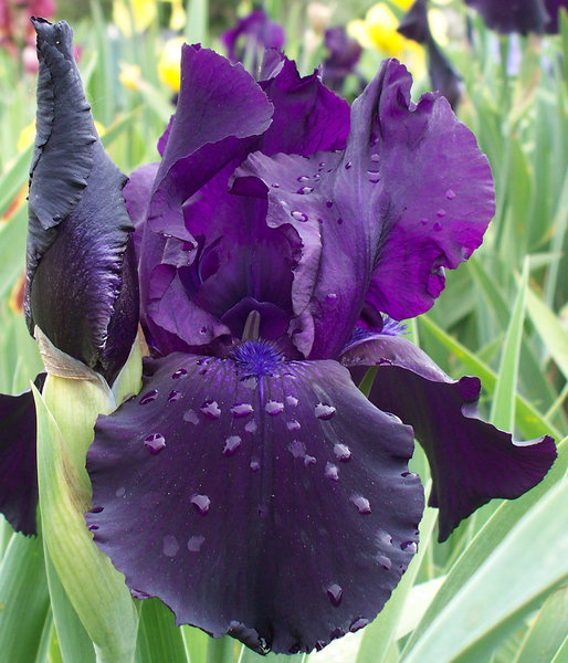 irises