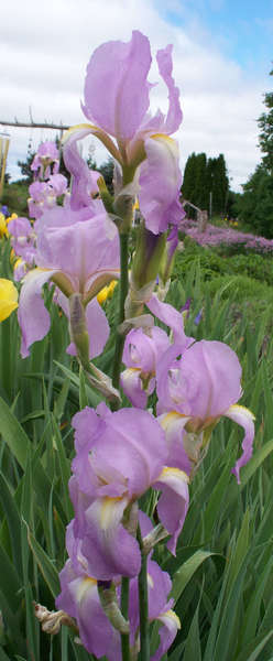 irises