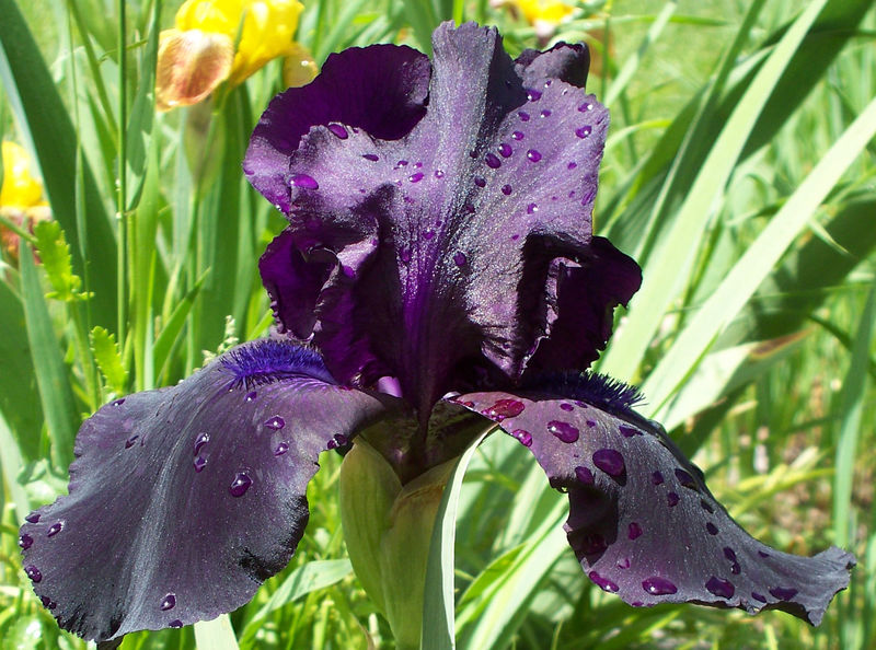 irises