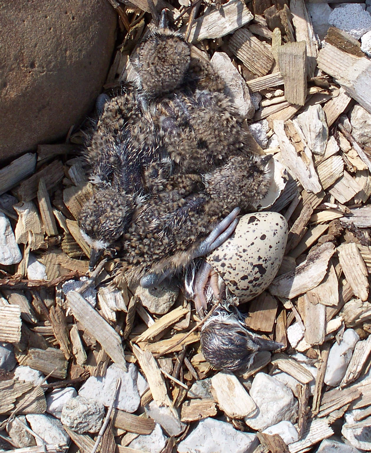 100_7665_Killdeer_Hatchlings_4.jpg