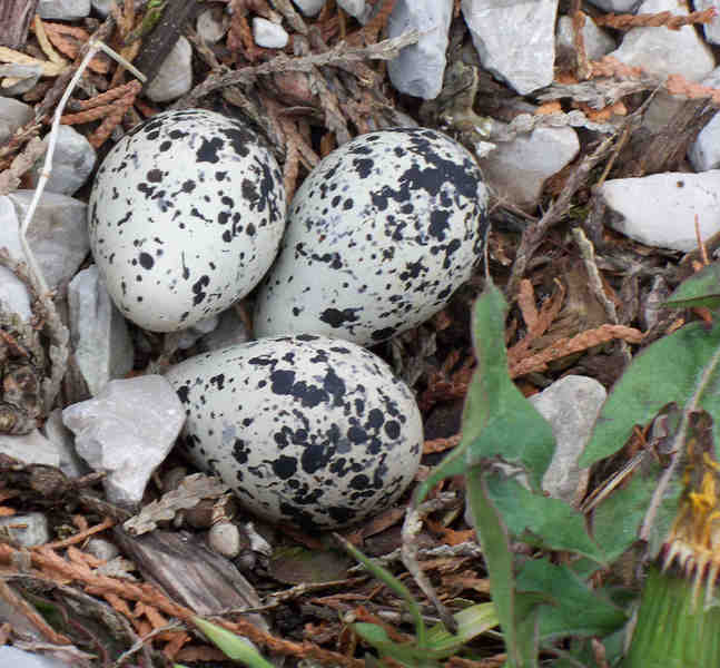 eggs