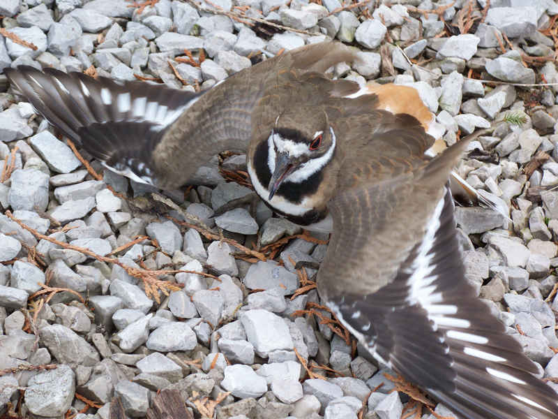 killdeer