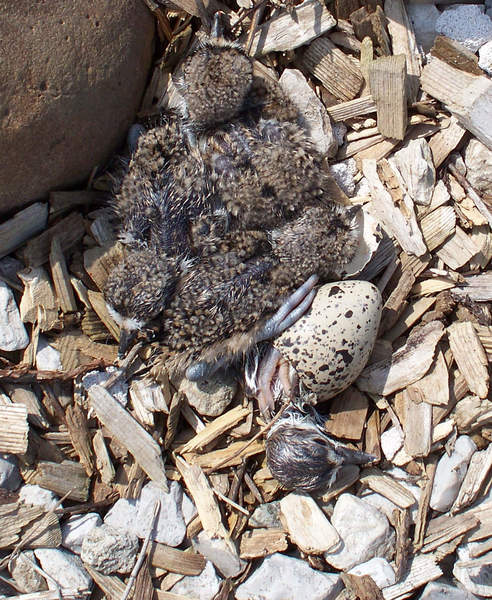 hatchlings