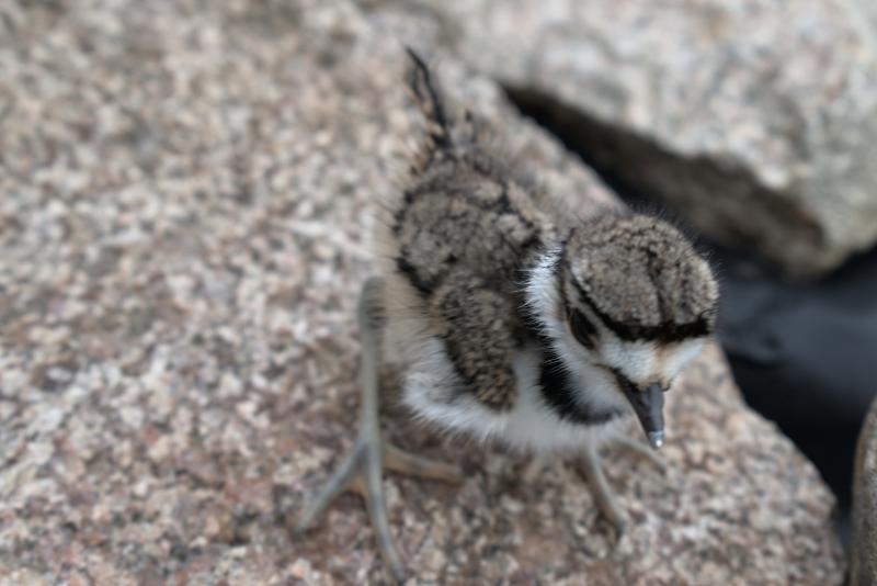 killdeer