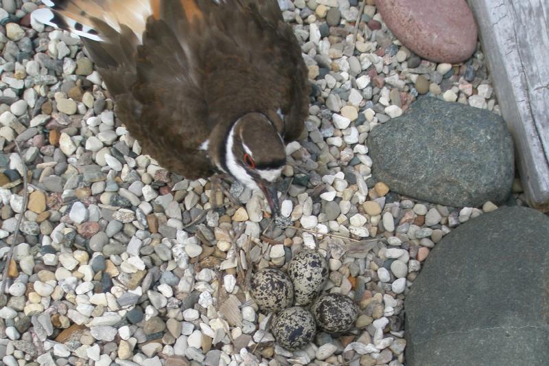 killdeer