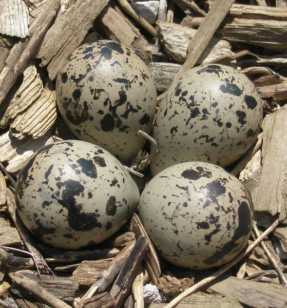 eggs