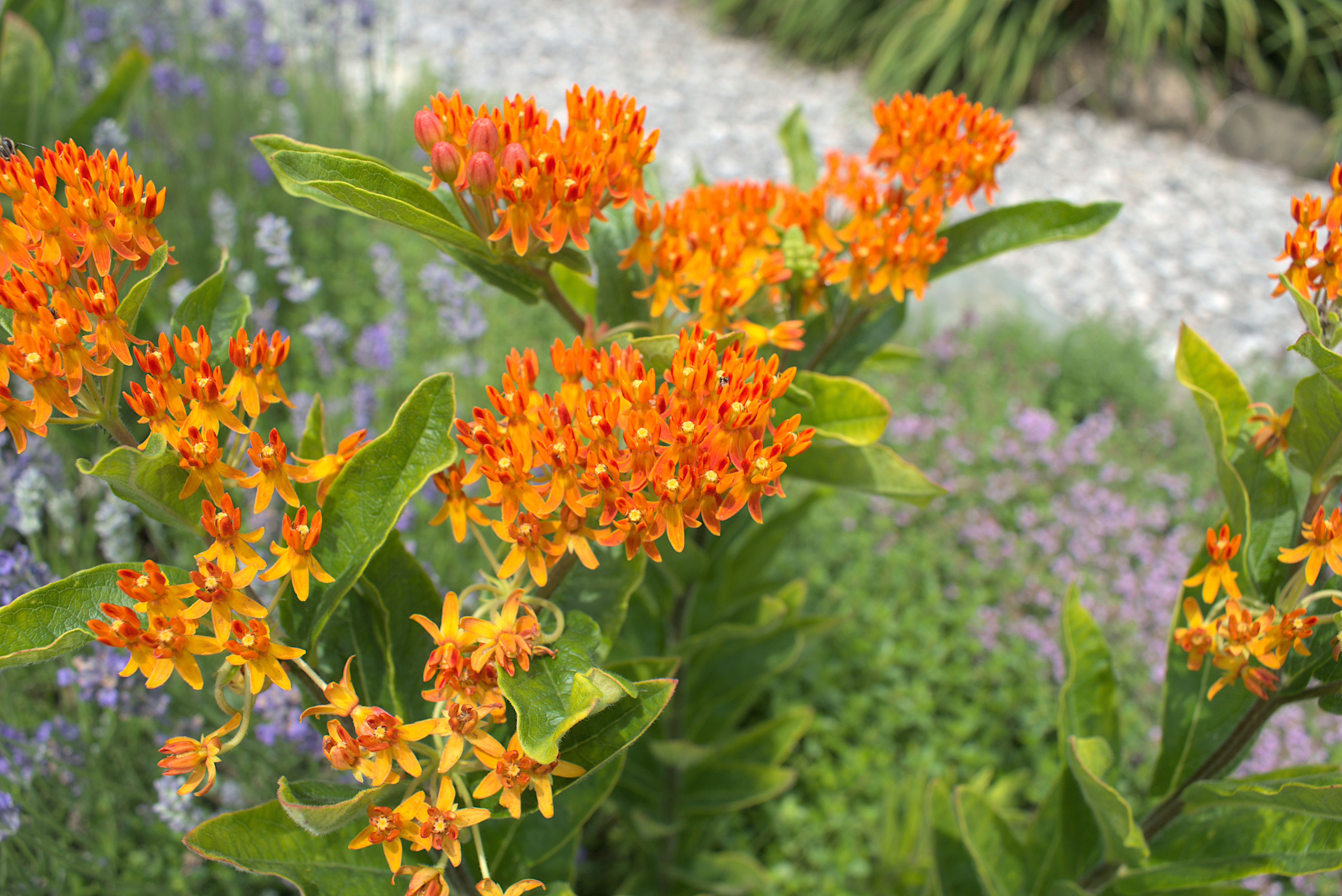 DSC_20230714_121748-0400_2097_Butterfly_Weed.jpg