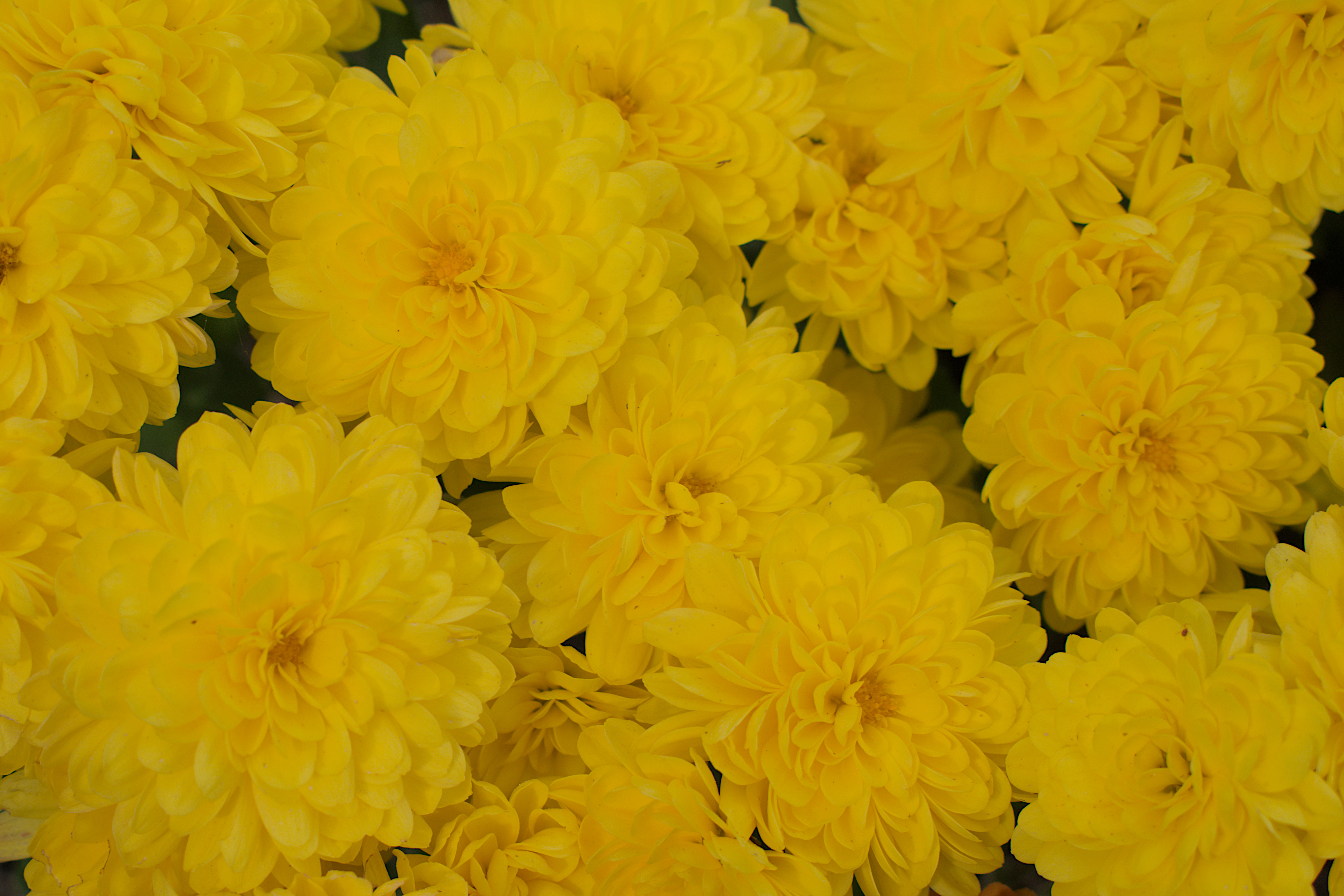 DSC_20231004_142445-0400_2203_Yellow_Mums.jpg