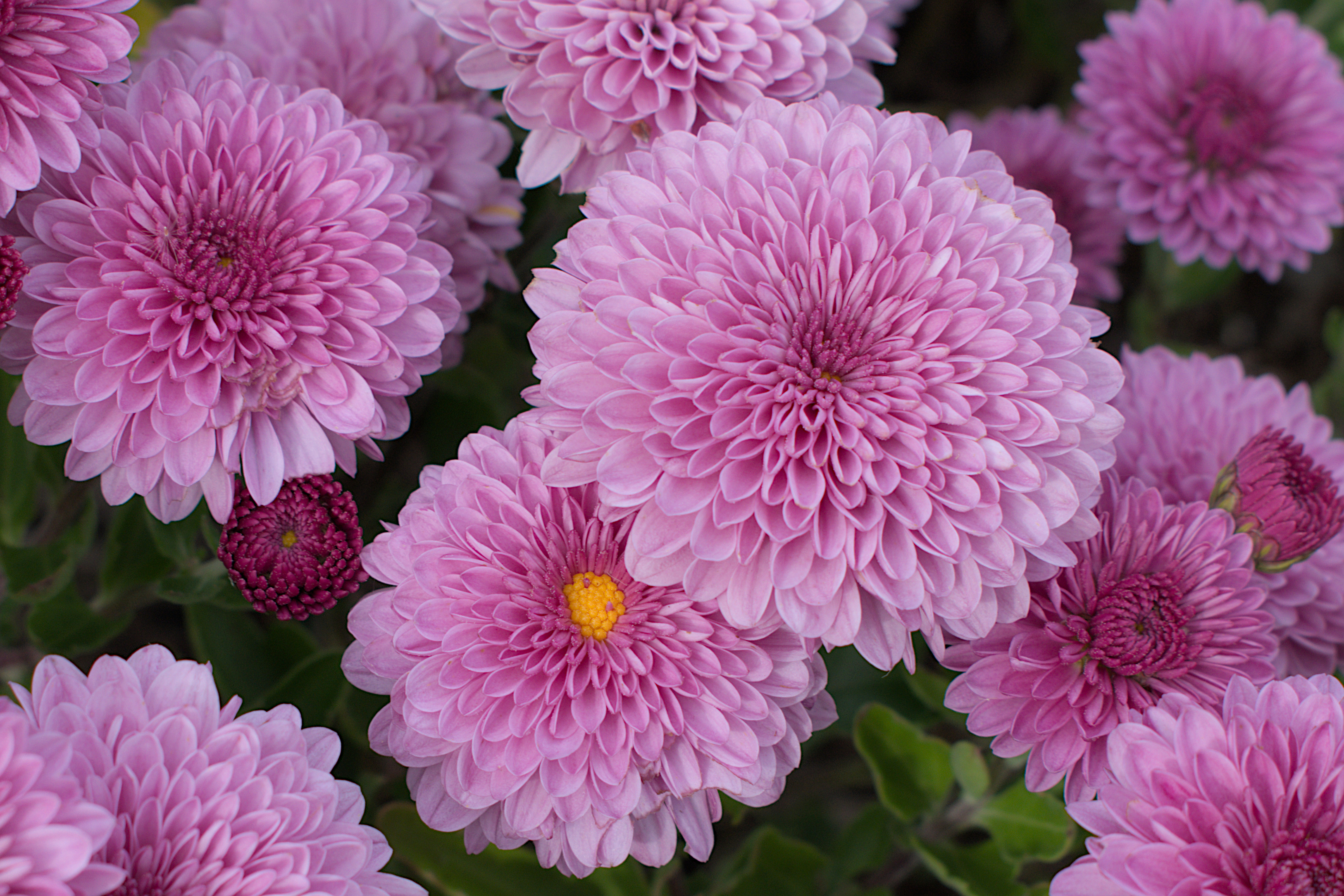 DSC_20231004_142552-0400_2207_Pink_Mums.jpg