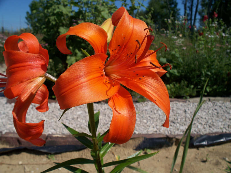 flowers